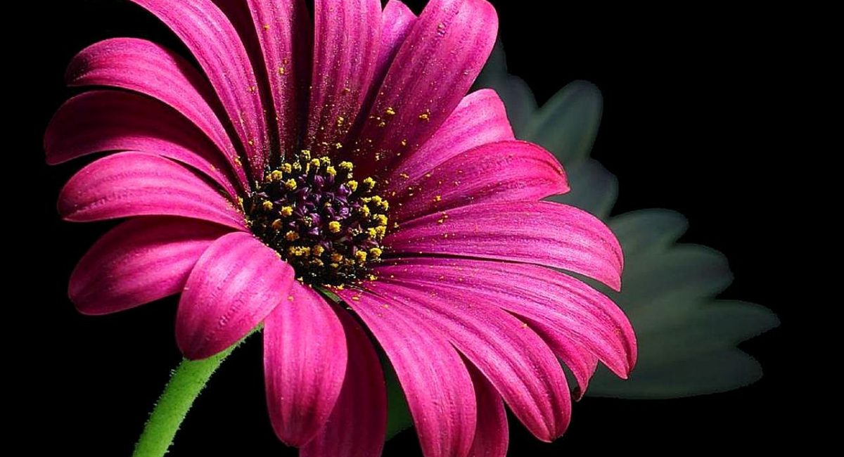 Daisy_pollen